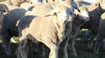Climate change temperature rises could lead to $444 million lambing losses