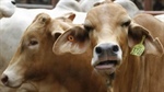More than a hundred cattle deaths on live-ex ship to Indonesia