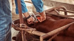 RSPCA claims on live-ex cattle deaths 'pseudoscience': veterinarian