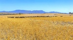 Neat cropping and grazing farm on the market near Ararat