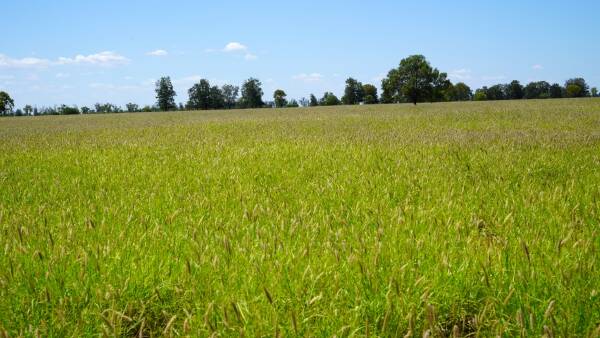 Maranoa property Quibet offers grassed up country for 800 breeders