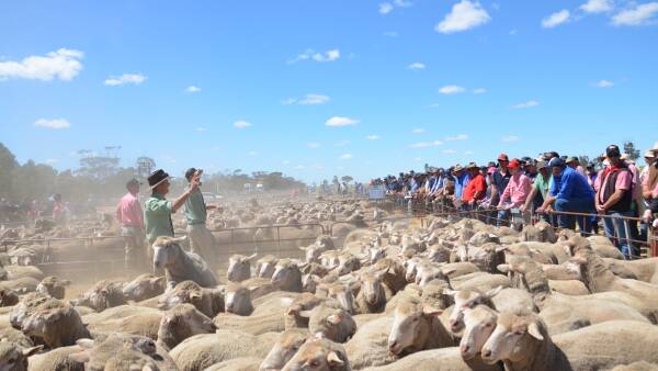 Sheepmeat market's sideways trajectory