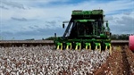 Cotton forecasts 4.5 million bale plus crop