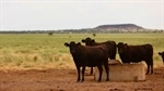 Productive low cost central west cattle country for 2200 cattle