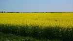 USDA flags third biggest Aussie canola crop but WA a concern