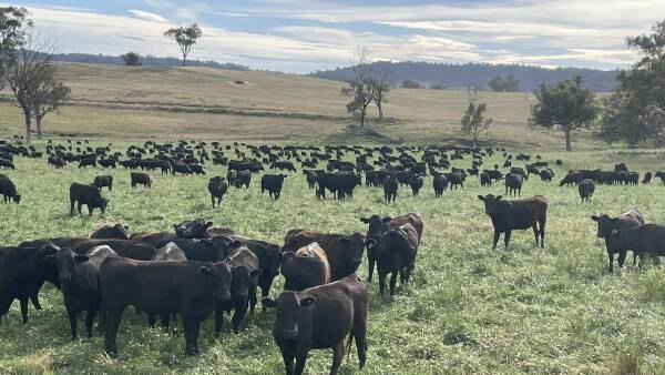 No credits yet, but carbon-friendly regime pays at Bingara