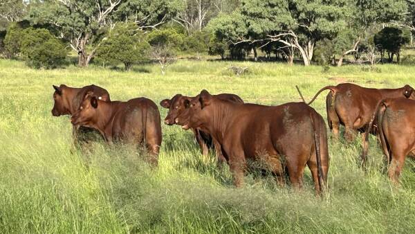 Productive 1800 head south west breeder property hits $21 million