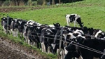 Prices crash as Chinese export dairy heifer market slumps