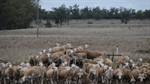 Govt told live sheep industry needed 8-12 yrs to transition - it got four