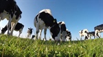 Catch the latest dairy updates at Tatura SmartFarm