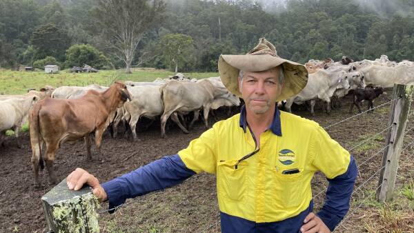 Pasture under shade - the science tells us daily weight gain in livestock is unaffected