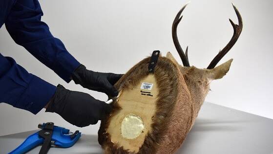 Deer poachers unmasked by DNA testing of their trophy heads