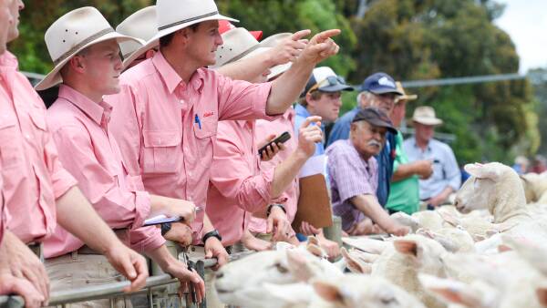 Heavy and trade lamb trumping light lamb