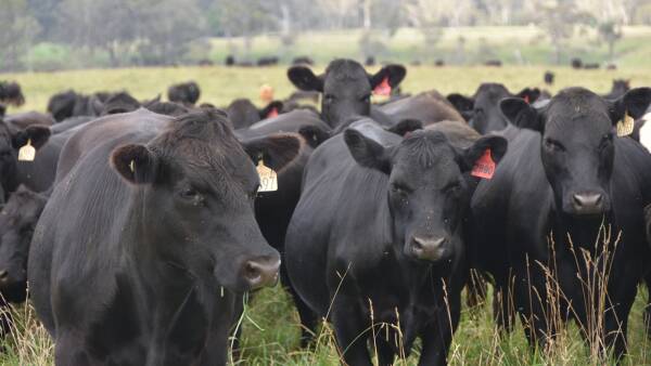 Here's what will hold cattle prices up as bigger supply comes online