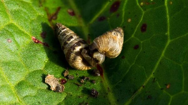 Small conical snails second most costly pest to dairy industry