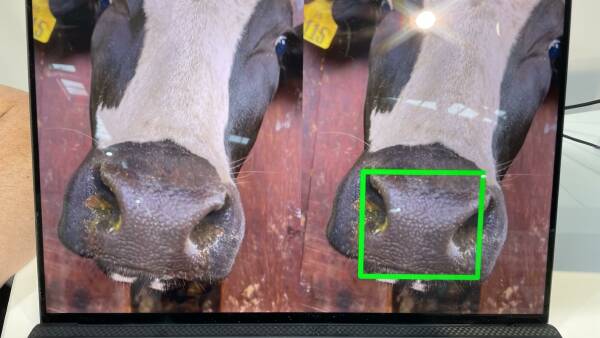 Cattle facial recognition technology Stoktake wins a startup pitch