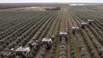Cobram squeezes good oil result from tough olive season