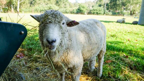 Better prices give boost to sheep producer sentiment