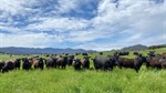 Council climate plans to phase-out Australia's livestock industry