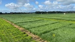 Tall fescue trial data can help dairy farmers select most suitable variety