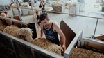 Wi-fi, separate toilets and clever catching pens: smarter shearing sheds