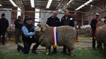 Special ram claims strong wool ribbon