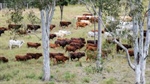 Cattle frustration boils over with Green groups 'inventing science'