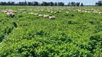 Impressive Oaklands delivers award winning sheep and outstanding crops