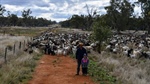 Goat sustainability questioned but steady future ahead