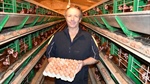 Bird flu outbreaks show a place for caged egg production remains