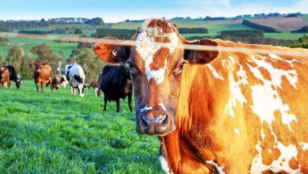 Top class dairy for sale in lush Heytesbury may attract corporate interest