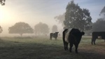 Frosty spell for east coast as cold mornings to continue