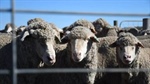 No reprieve: new ag minister committed to live sheep by sea ban