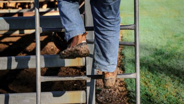 Where agents are flagging the big cattle market money will be in spring