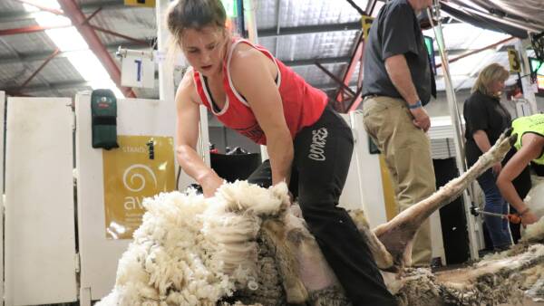 Nation's elite shearers prepare for a major battle on the boards