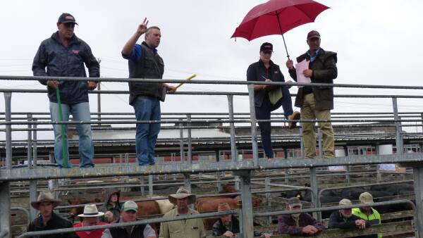 Rain the cattle price clincher: 'There's no way it won't drive prices up.'