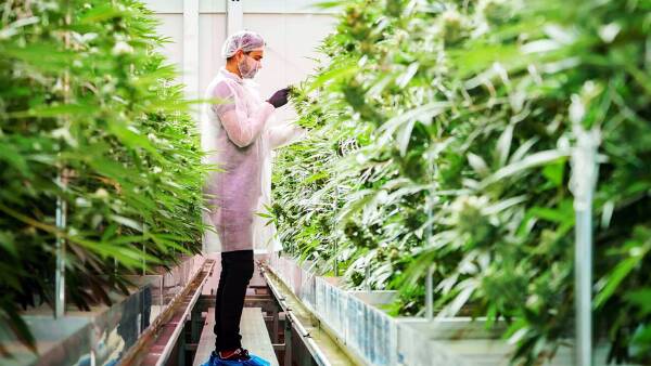 Medicinal cannabis grower is selling its huge Mildura growing facility