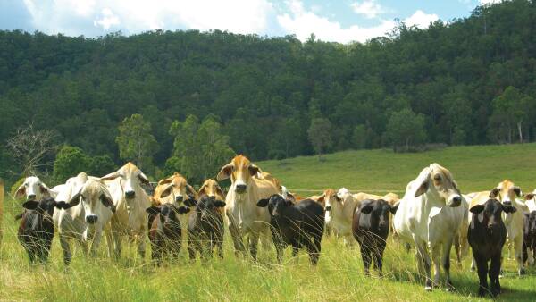 Southern Multibreed Project: Fascinating findings emerge with Brahmans