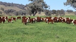 Productive regional grazing property offered with subdivision option