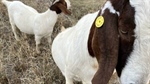 Goat vs sheep: eID bungles cause species identification drama