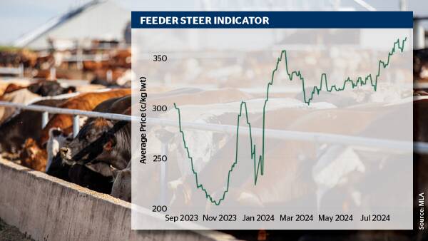 The new hot ticket cattle market item: But is it just a burst due to rain?