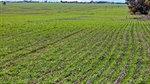 YP cropping country for sale with one big lot available to sharefarm