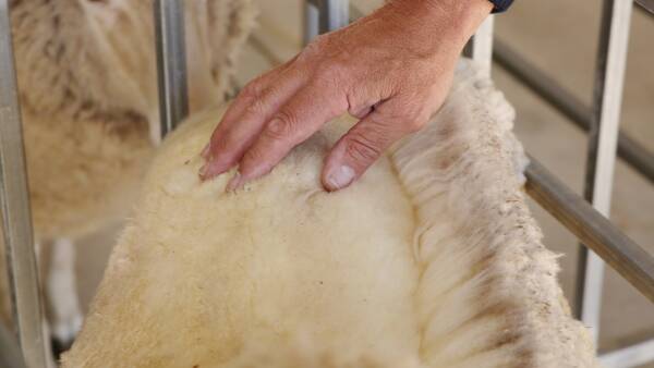 Biological wool harvesting cash splash