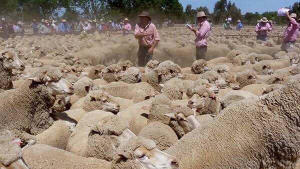 Restocker lamb demand brings price bump