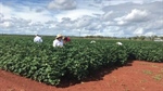 First cotton shipment through Port of Darwin marks northern milestone