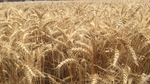 ABARES gives big boost to national crop