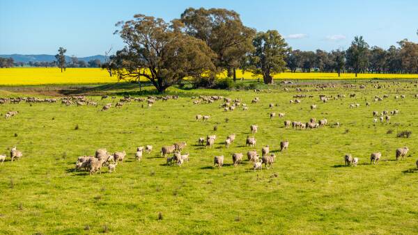 Productive Thuddungra property Greenbank delivers major appeal | Video