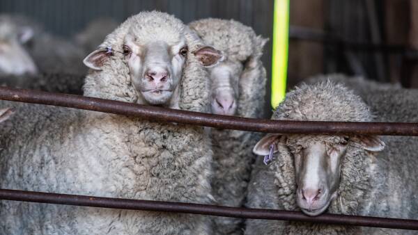 Activist report calls for all Merinos to be plain-bodied