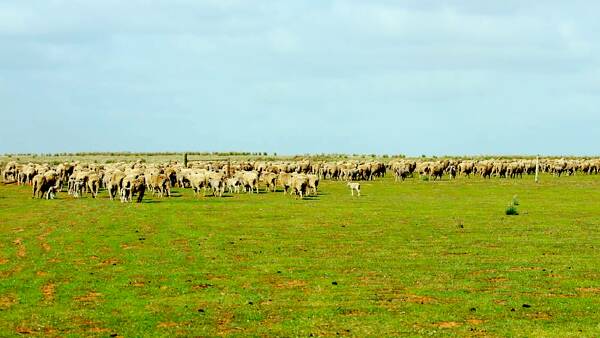 Looking for a cheap farm with lots of dirt to play with? This could be it