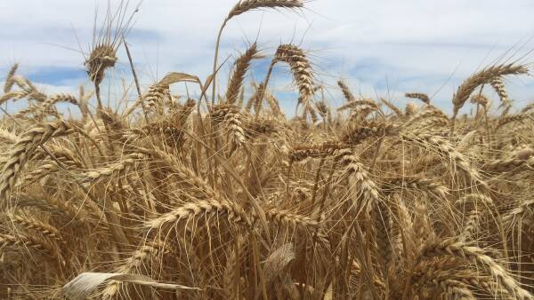 Drought tolerant genetically modified wheat trials get approval from OGTR